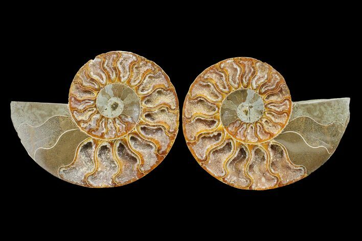 Bargain, Cut & Polished Ammonite Fossil - Madagascar #148040